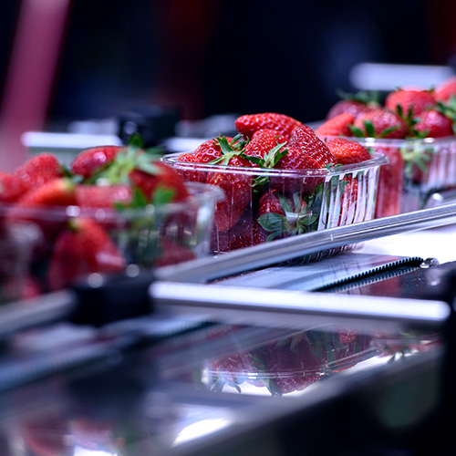 Boxes of strawberries