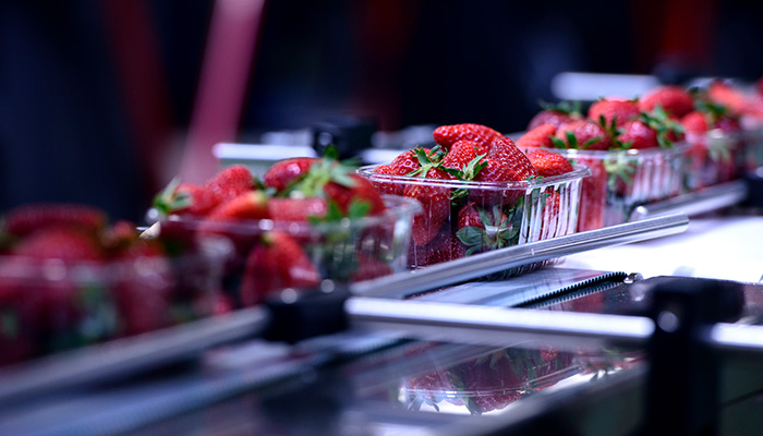 Boxes of strawberries